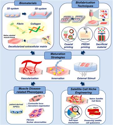 Recent Trends in Biofabrication Technologies for Studying Skeletal Muscle Tissue-Related Diseases